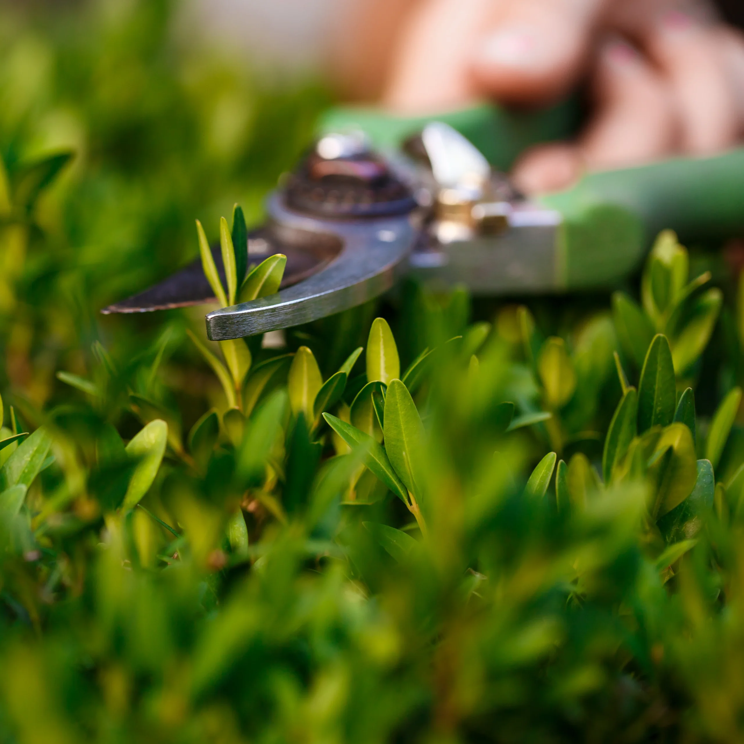 young-beautiful-florist-taking-care-flowers-focus-plant